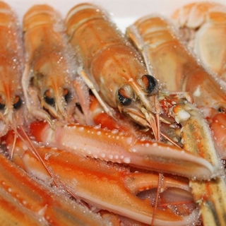 Cigala 00 - Imagen 2